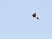 2016-05-22 15h30m01 - Huiszwaluw - Kemeri - Cor Martijn